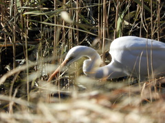 Ardea alba