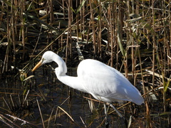 Ardea alba