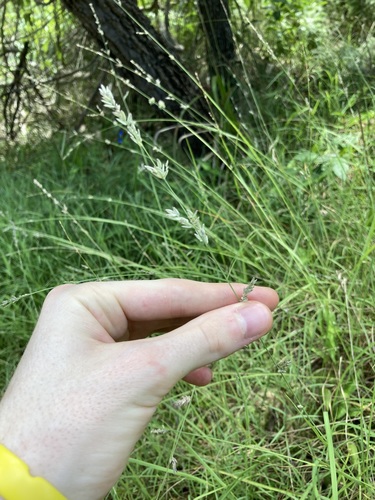 Image of Eragrostis elongata by (c) Thomas Mesaglio, some rights reserved (CC BY)