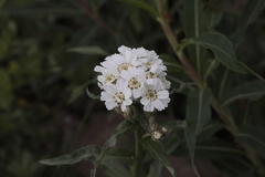 Achillea biserrata