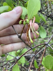 Muellerina celastroides