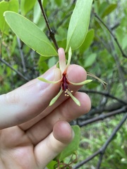 Muellerina celastroides