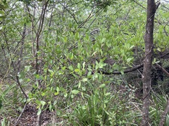 Muellerina celastroides