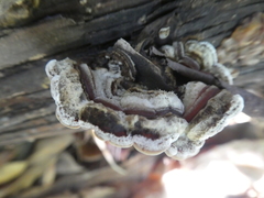Auricularia mesenterica