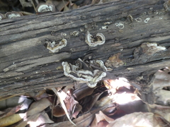 Auricularia mesenterica