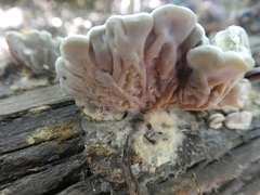 Auricularia mesenterica