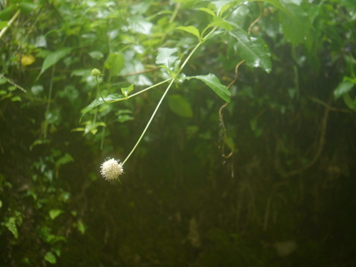 Dipsacus inermis, photograph 6