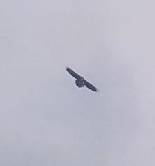 Haliaeetus leucocephalus