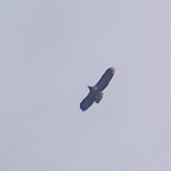 Haliaeetus leucocephalus