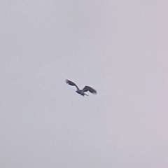 Haliaeetus leucocephalus