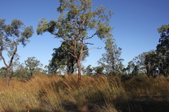Corymbia erythrophloia