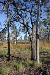 Corymbia tessellaris