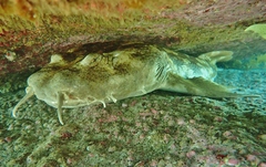 Western Wobbegong photo 3