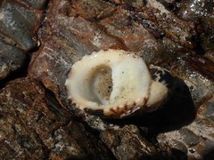 Nerita albicilla