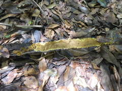 Flavodon flavus