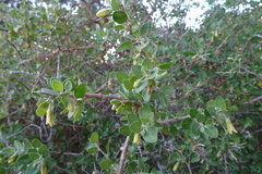 Withania frutescens