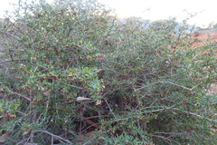 Periploca laevigata angustifolia
