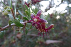 Periploca laevigata angustifolia