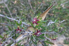 Periploca laevigata angustifolia