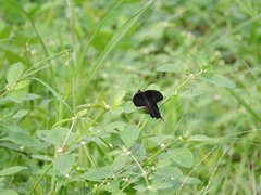 Pachliopta kotzebuea