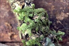 Frullania clavata