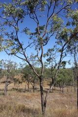 Corymbia erythrophloia