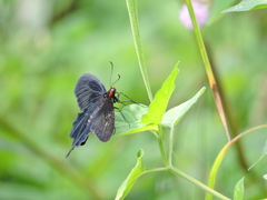 Pachliopta kotzebuea