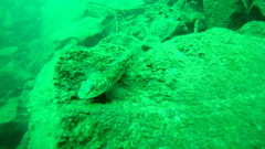 Gobiomorphus cotidianus