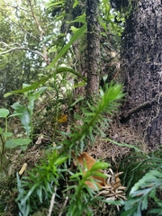 Phlegmariurus varius