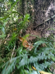 Phlegmariurus varius