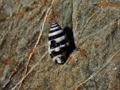 Engina zonalis