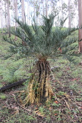 Cycas megacarpa