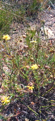 Ursinia discolor