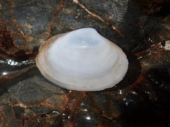 Mactrotoma antecedens