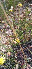 Ursinia discolor