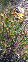 Ursinia discolor