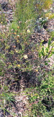 Ursinia discolor