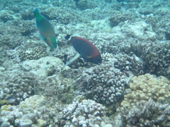 Pseudodax moluccanus