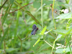 Pachliopta kotzebuea