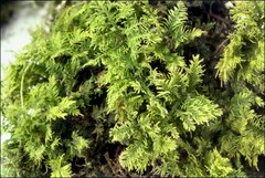 Thuidiopsis sparsa