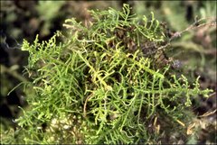 Thuidiopsis sparsa