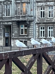 Chroicocephalus ridibundus