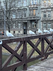 Chroicocephalus ridibundus