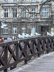 Chroicocephalus ridibundus