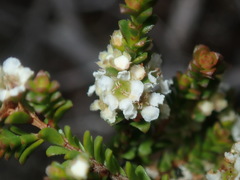 Baeckea diosmifolia