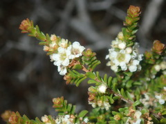 Baeckea diosmifolia