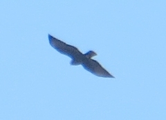 Buteo brachyurus