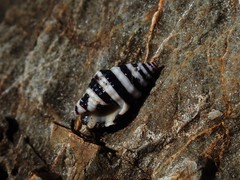 Engina zonalis