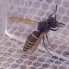 Pachodynerus guadulpensis