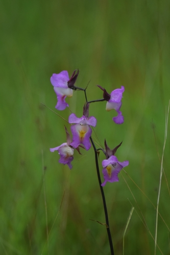 Eulophia cucullata image